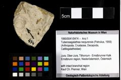 Foto (Objekt + Etiketten) von Tuberosagalathea neojurensis (Patrulius, 1959) 